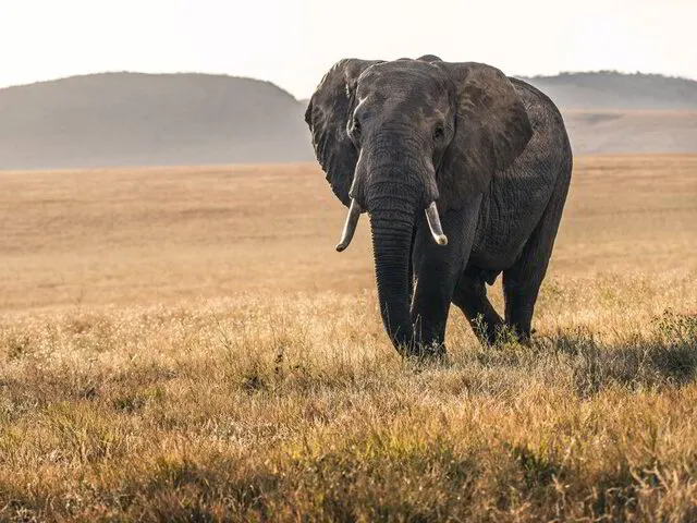 elefant in der savanne